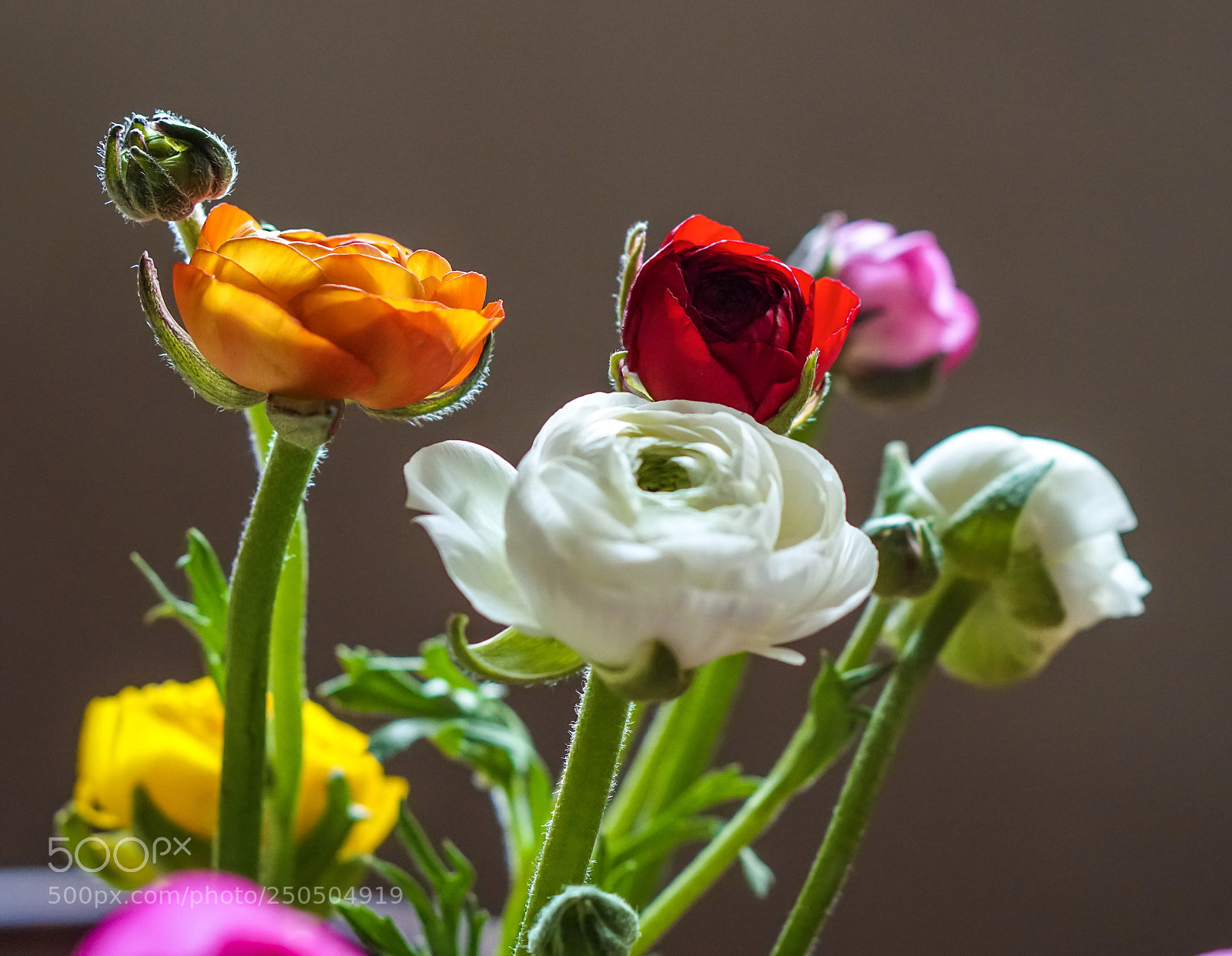 Sony a6500 sample photo. Ranunculus acris photography