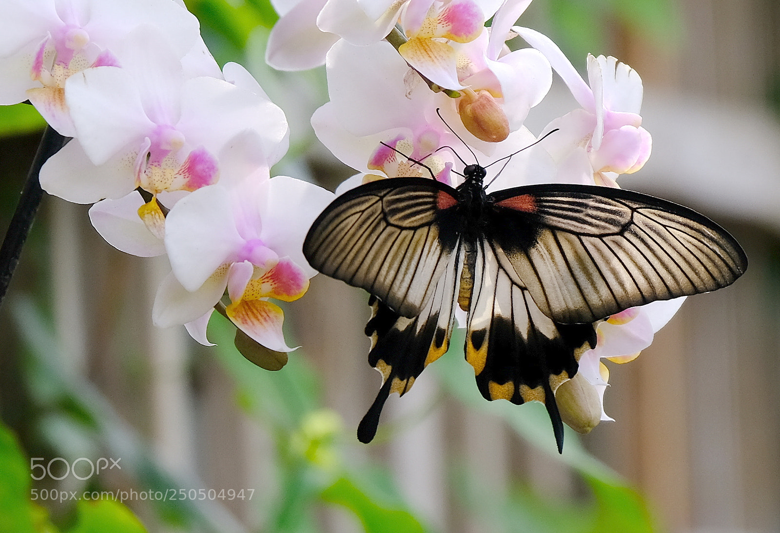 Fujifilm X-H1 sample photo. The beauty the beautiful photography