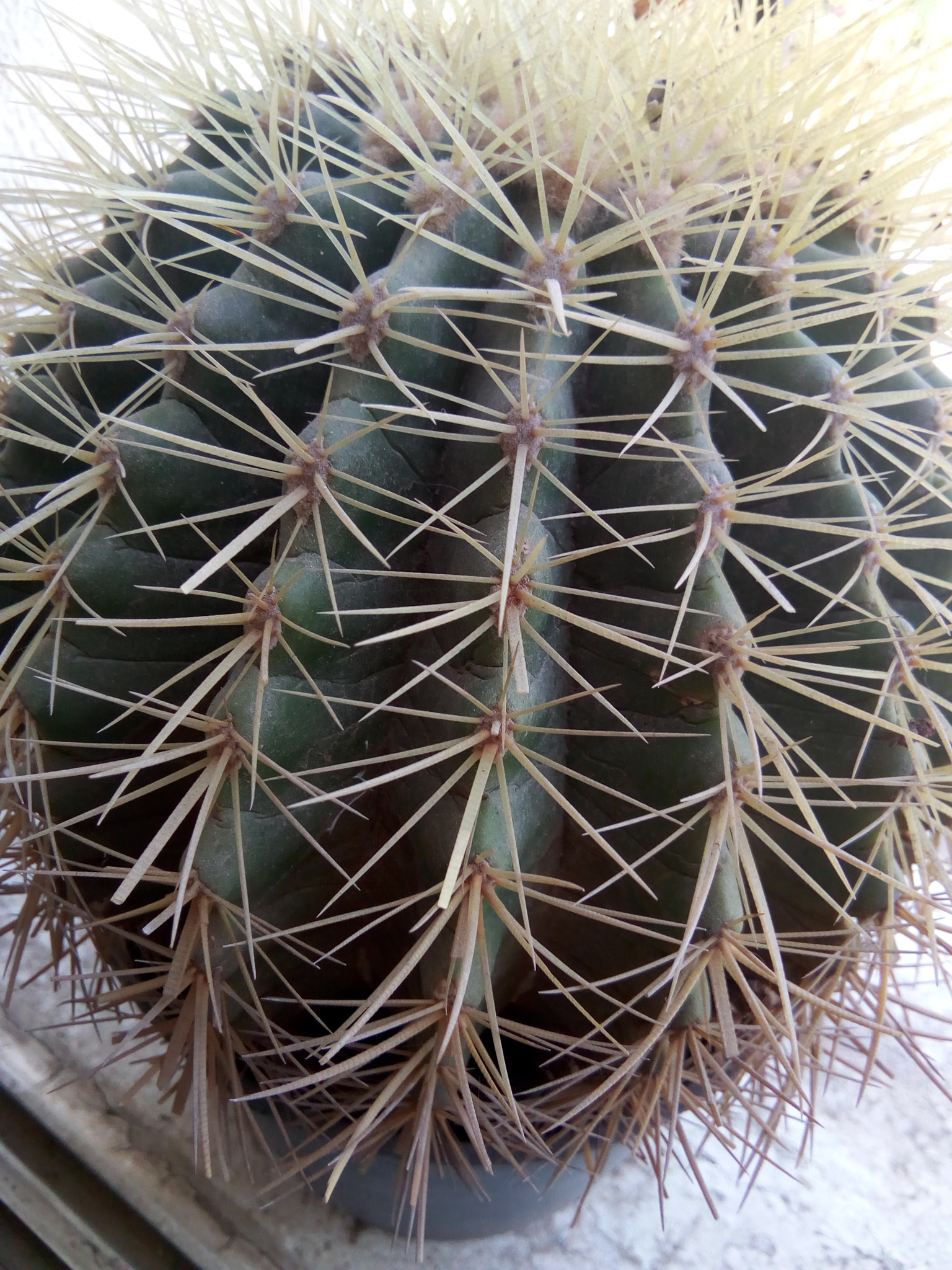 HUAWEI Y5 2017 sample photo. Cactus planet photography