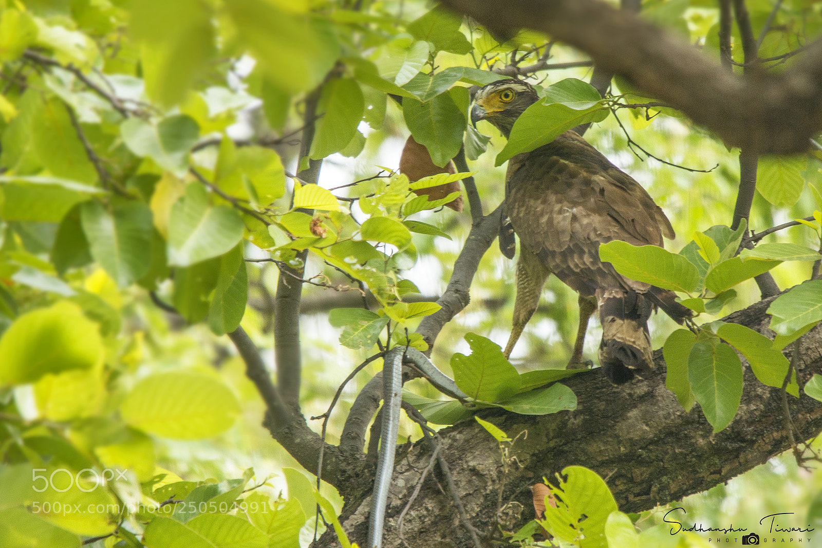 Canon EOS 70D sample photo. Crested serpent eagle with photography
