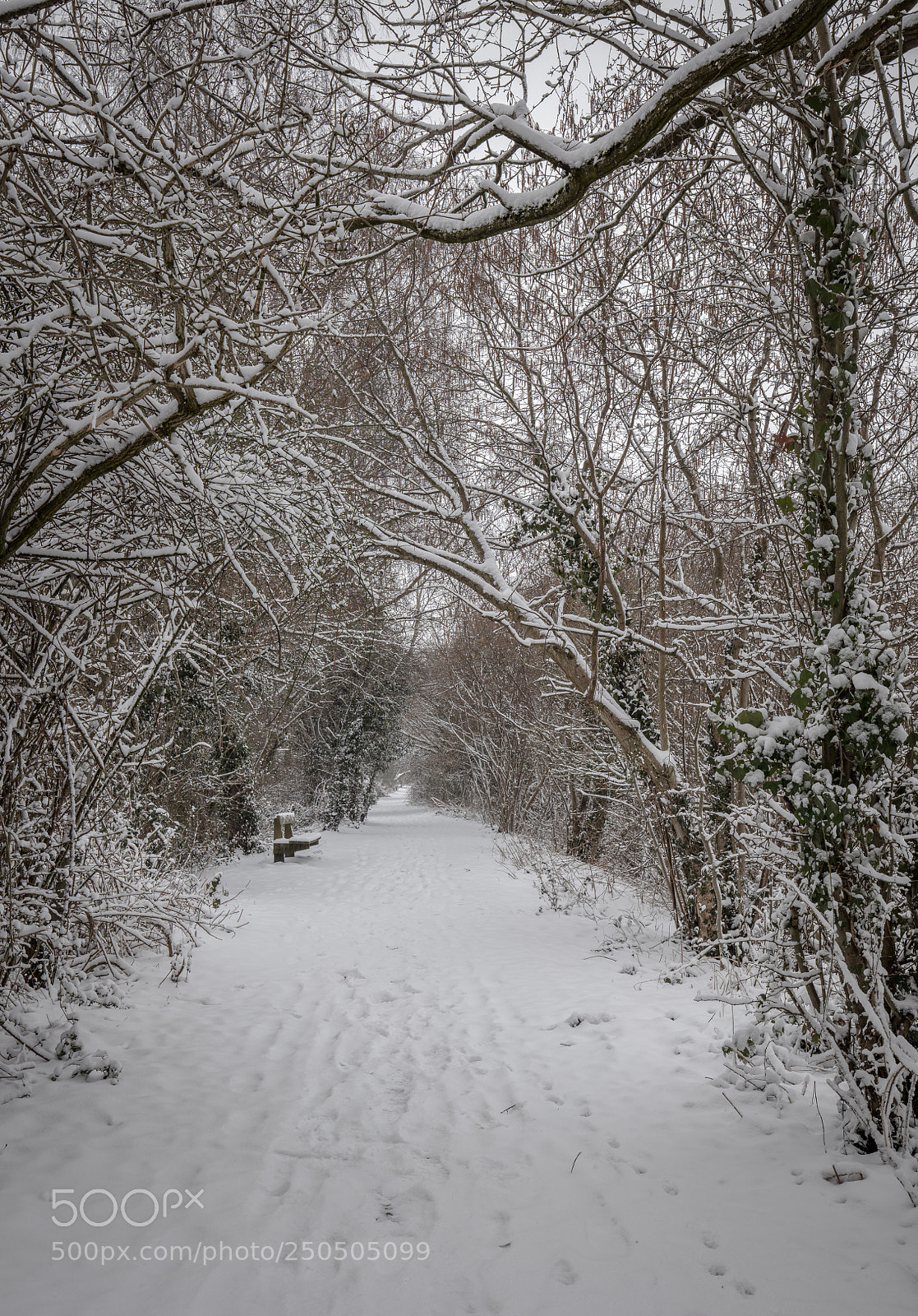 Canon EOS 5DS R sample photo. Marsh snow photography