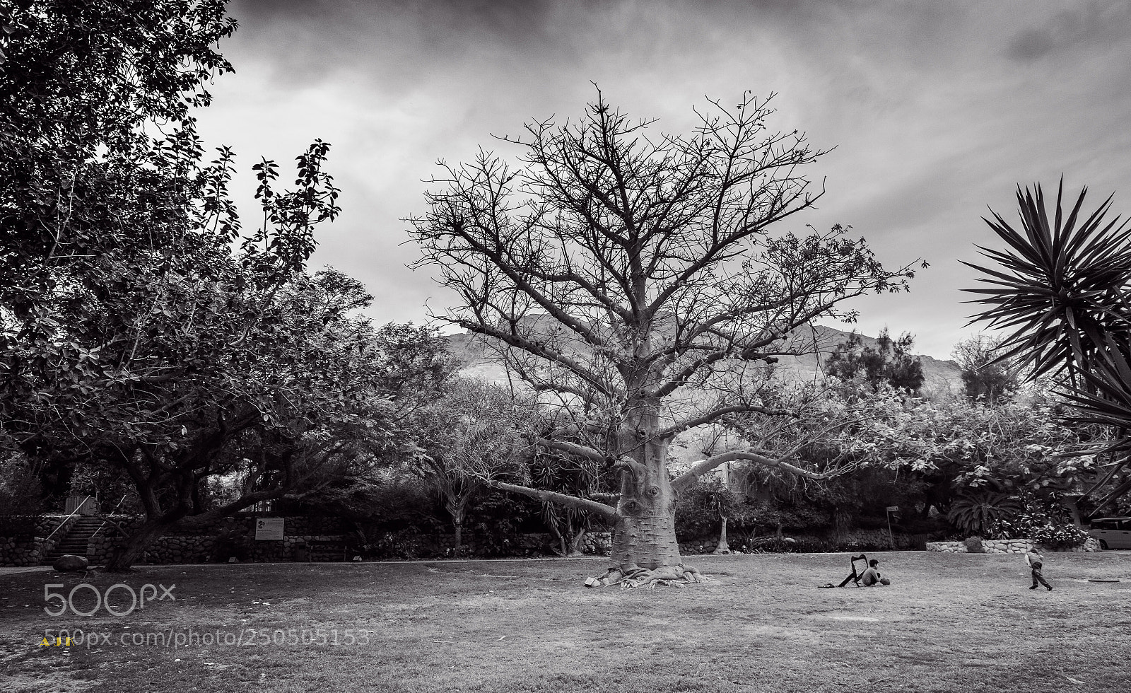 Nikon D5500 sample photo. Baobab tree... photography