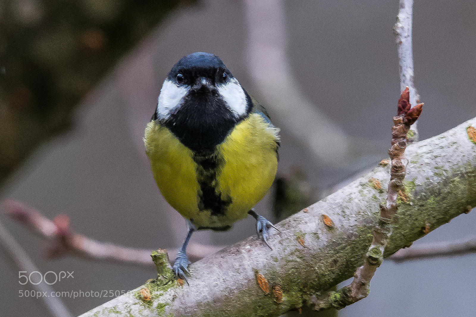 Nikon D850 sample photo. Great tit photography