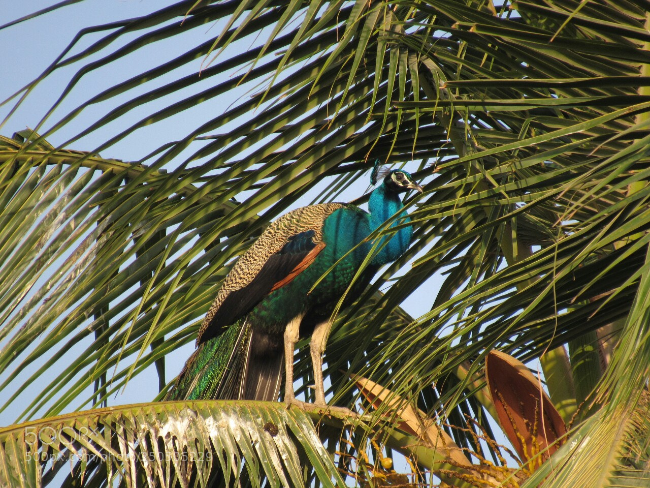 Canon PowerShot SX530 HS sample photo. Indian peafowl. national bird photography
