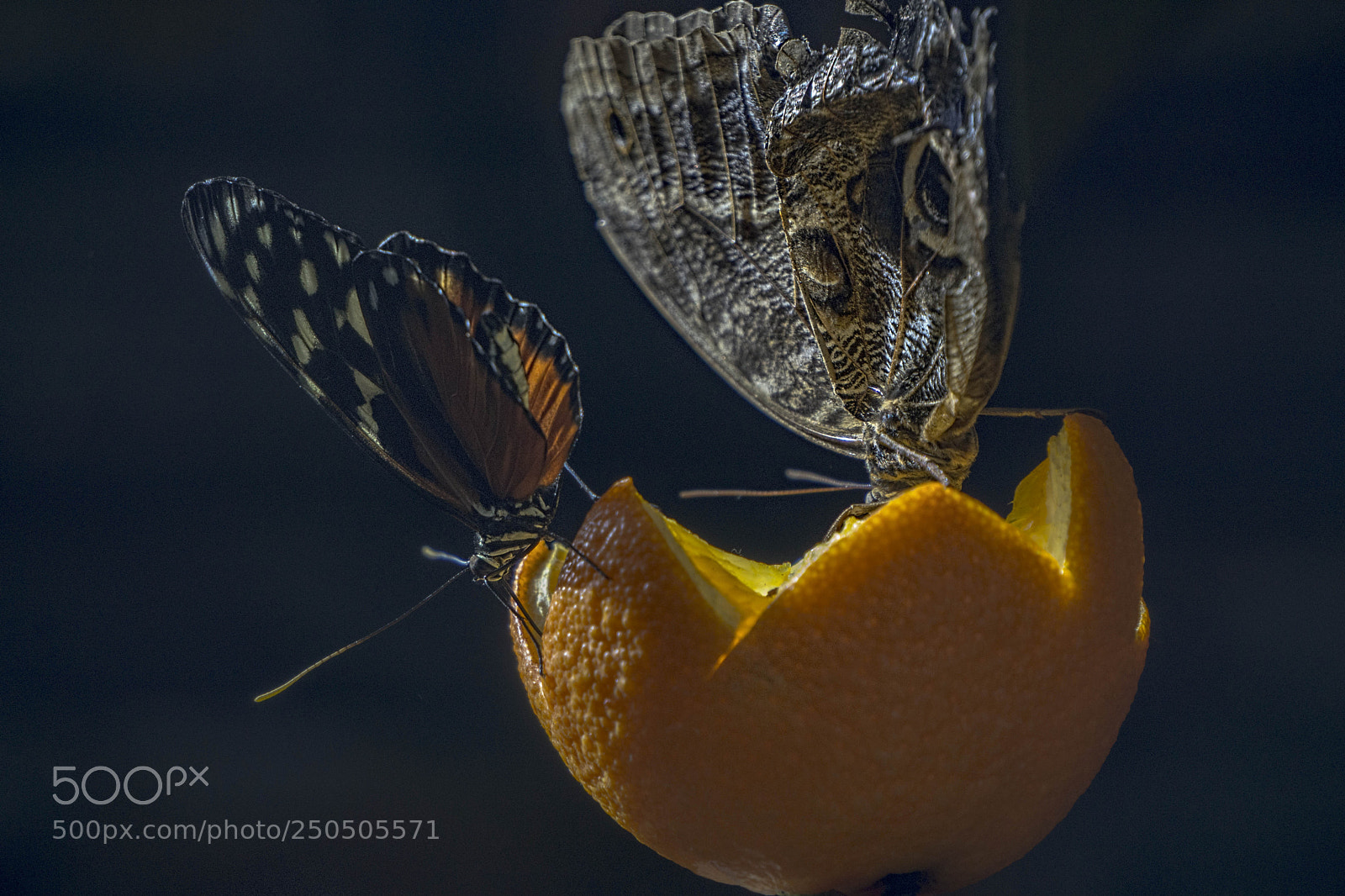 Sony a6000 sample photo. Butterflies... photography