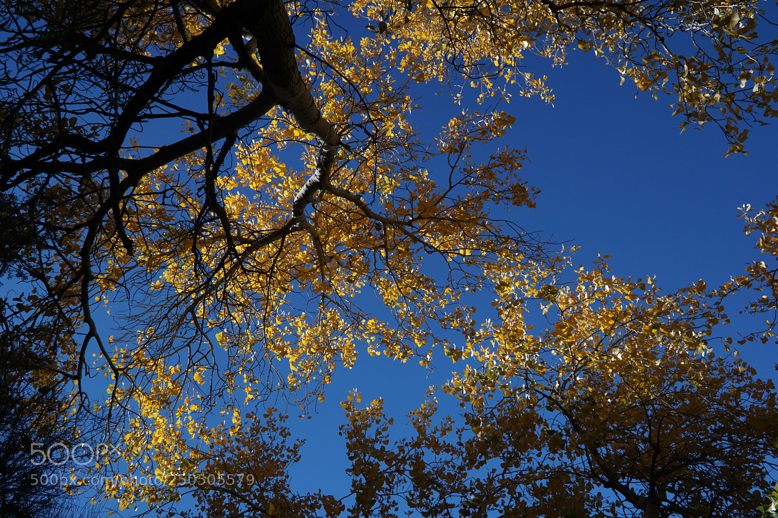 Sony a6000 sample photo. Golden glory photography