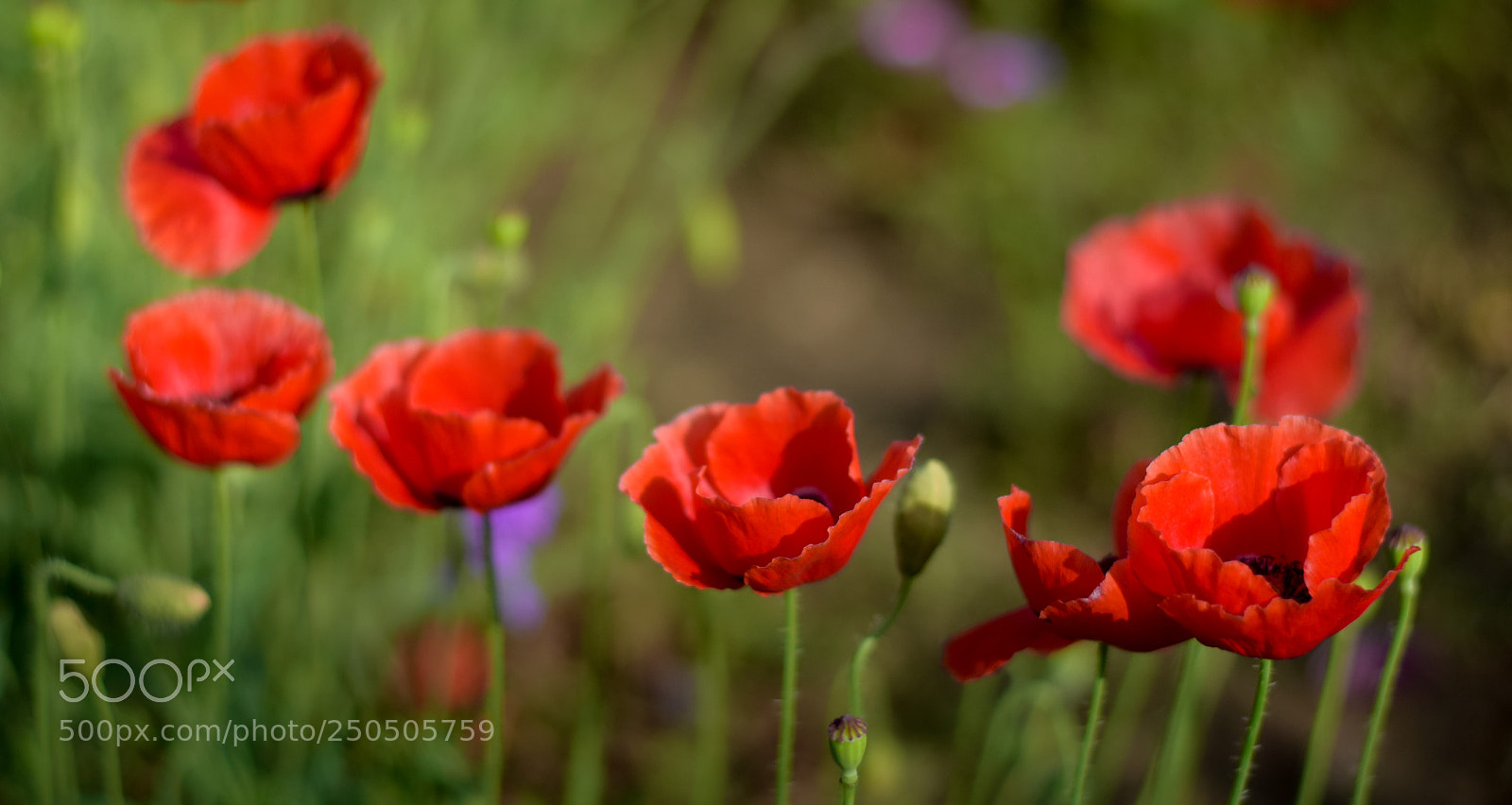 Nikon D3300 sample photo. Flower in garden photography