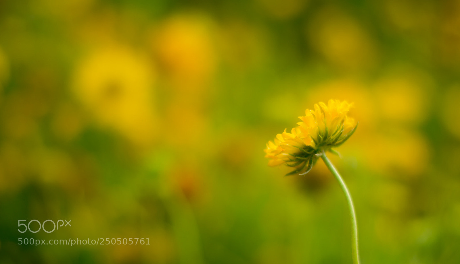 Nikon D3300 sample photo. Flower in garden photography