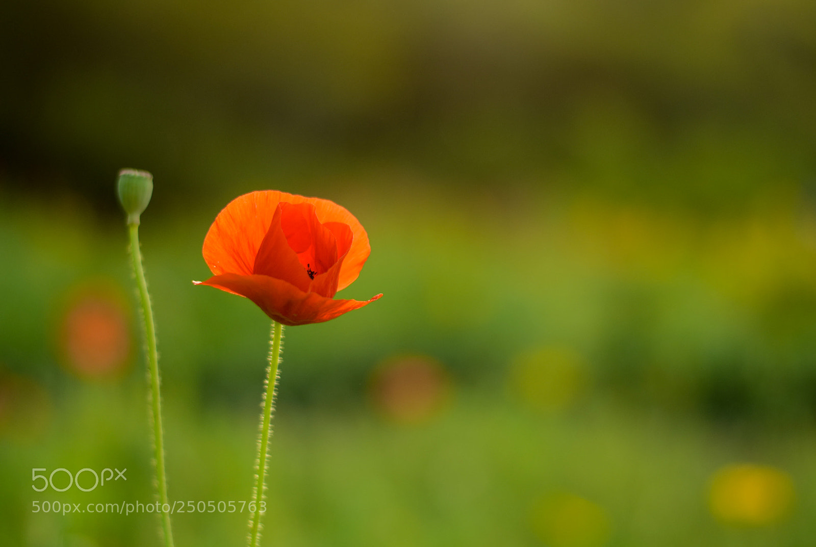 Nikon D3300 sample photo. Flower in garden photography