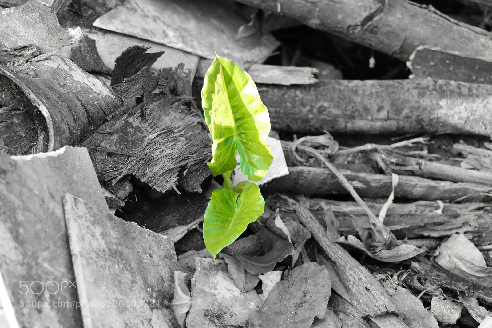 Canon EOS 80D sample photo. Chance of survival photography