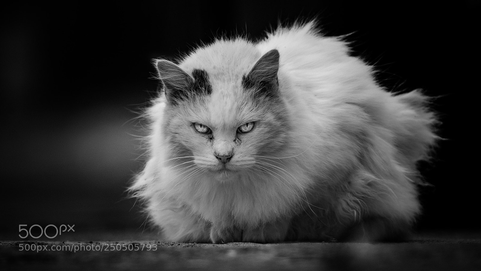 Canon EOS 1200D (EOS Rebel T5 / EOS Kiss X70 / EOS Hi) sample photo. Fluffy cat photography