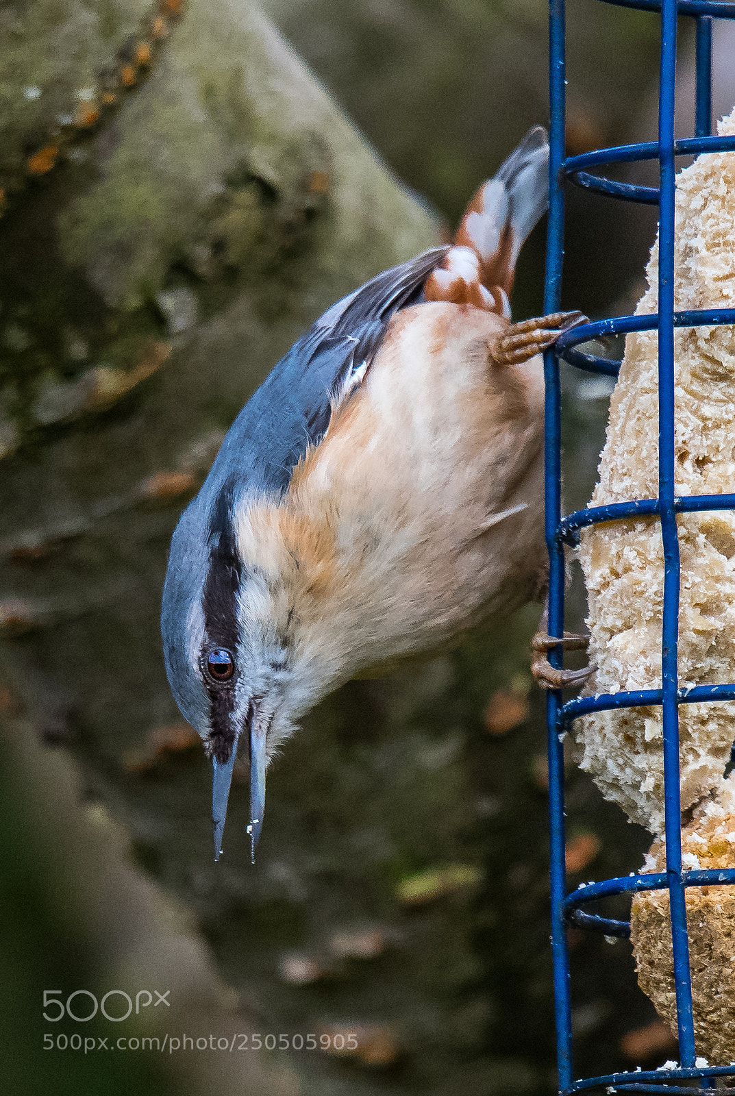 Nikon D850 sample photo. Nuthatch photography