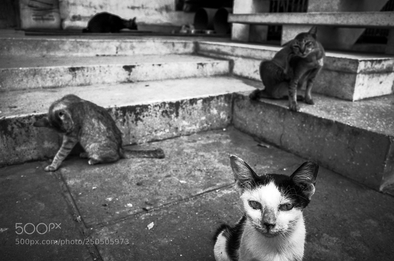 Ricoh GR II sample photo. Phnom penh, cambodia photography