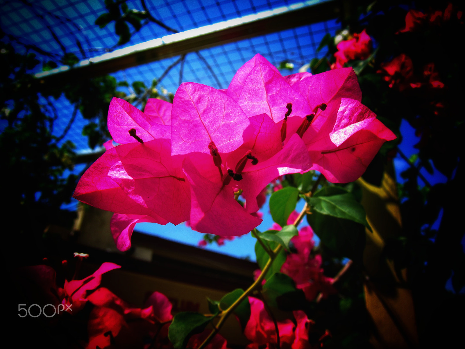 Canon PowerShot S95 sample photo. Flowers photography