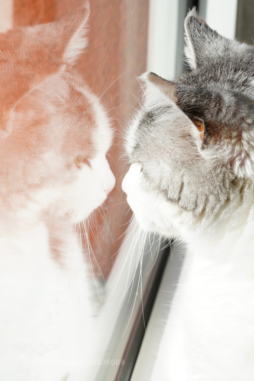 Sony a7R III sample photo. Kater leon photography