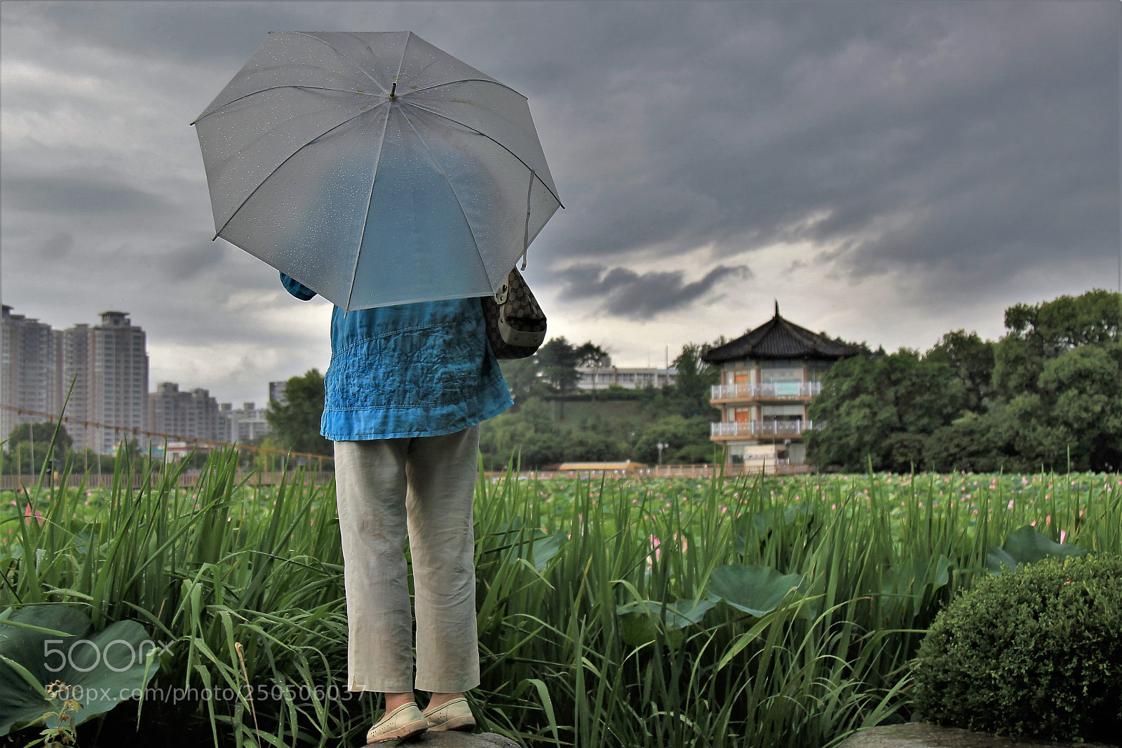 Canon EOS-1D Mark IV sample photo. Rainy day !! photography