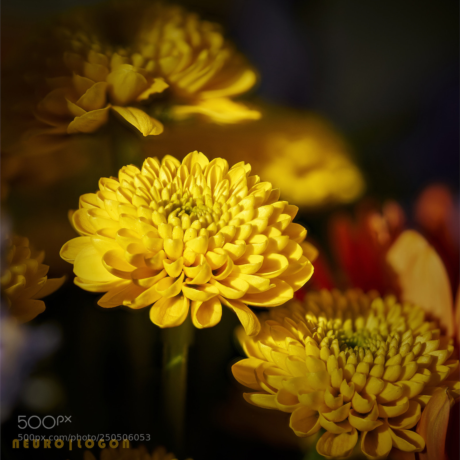 Sony a7R II sample photo. Dahlia photography