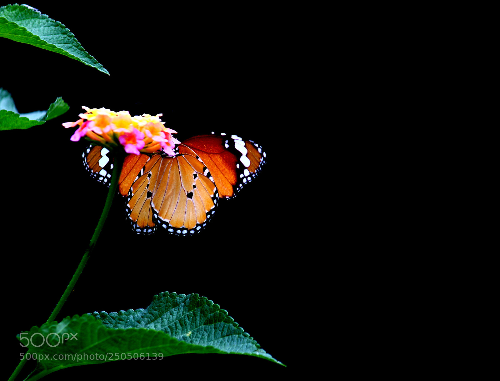 Canon EOS 600D (Rebel EOS T3i / EOS Kiss X5) sample photo. Nature has incredible colors photography