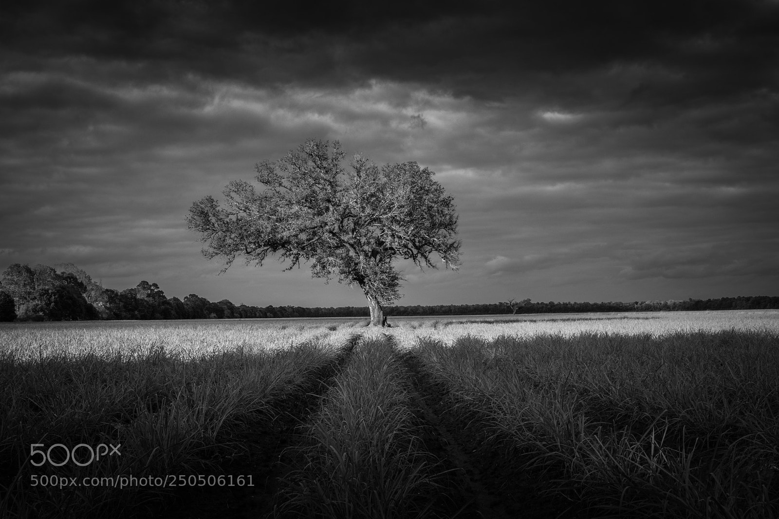 Canon EOS 80D sample photo. Old oak in a photography