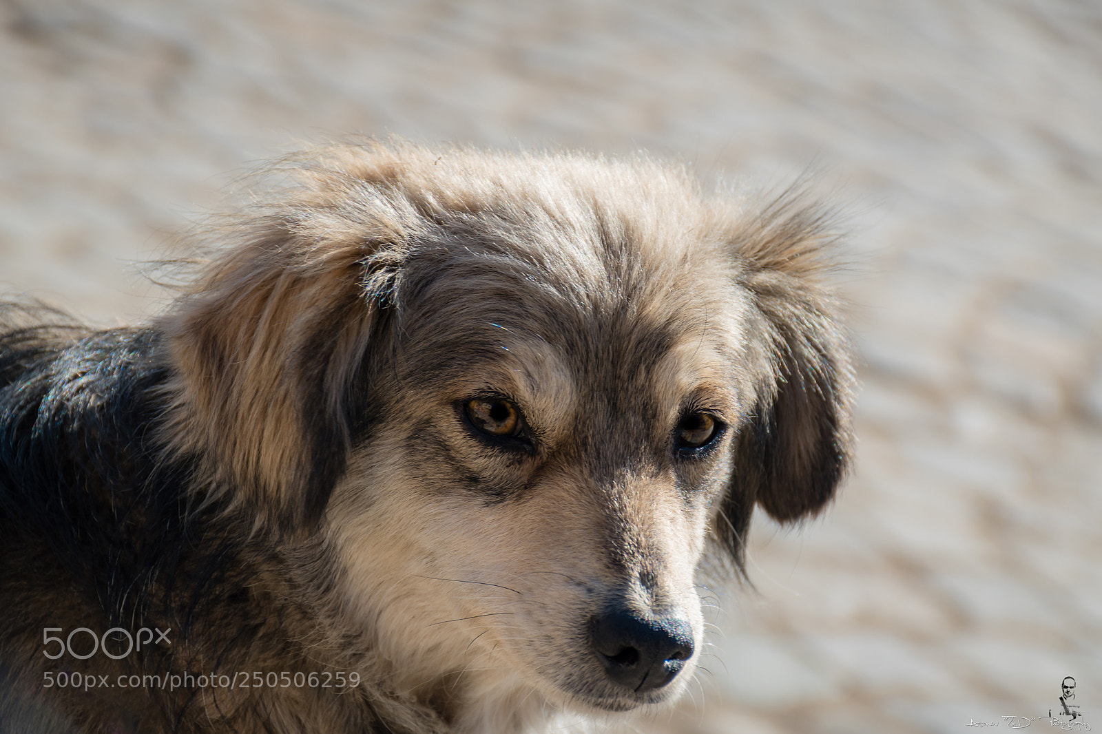 Nikon D5500 sample photo. Street doggy photography