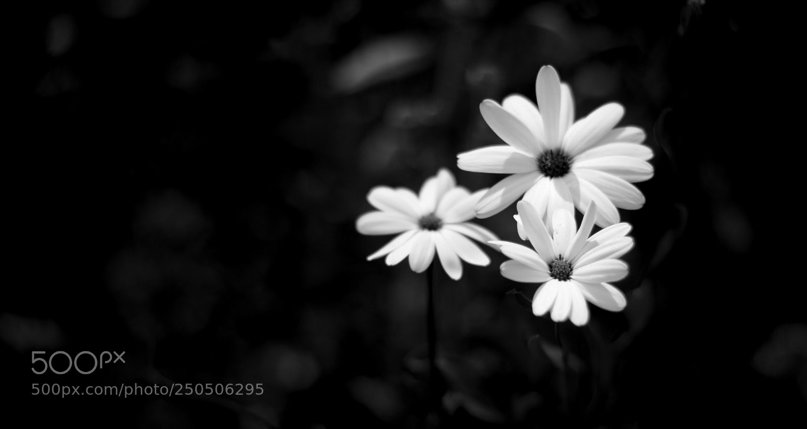 Nikon D3300 sample photo. Flower in garden photography