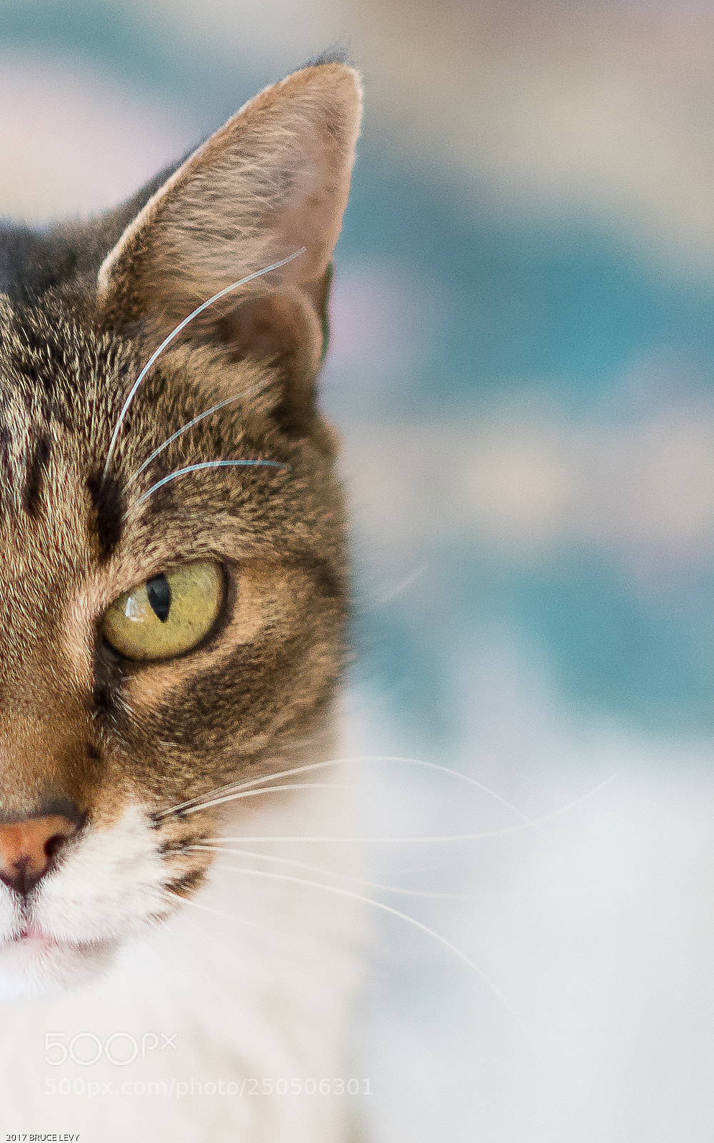 Nikon D850 sample photo. Eye on you photography
