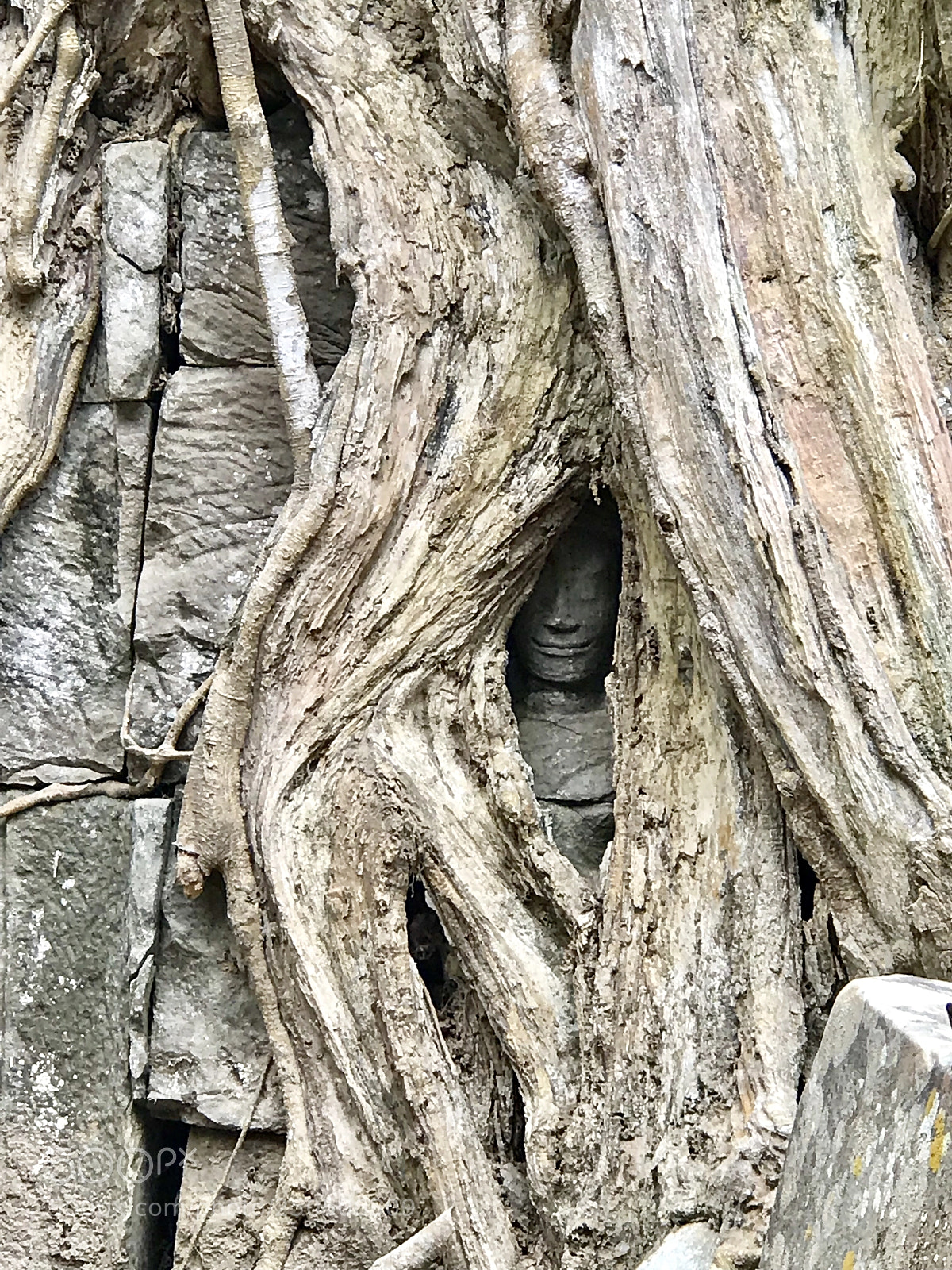 Apple iPhone 7 Plus sample photo. Hidden buddha photography