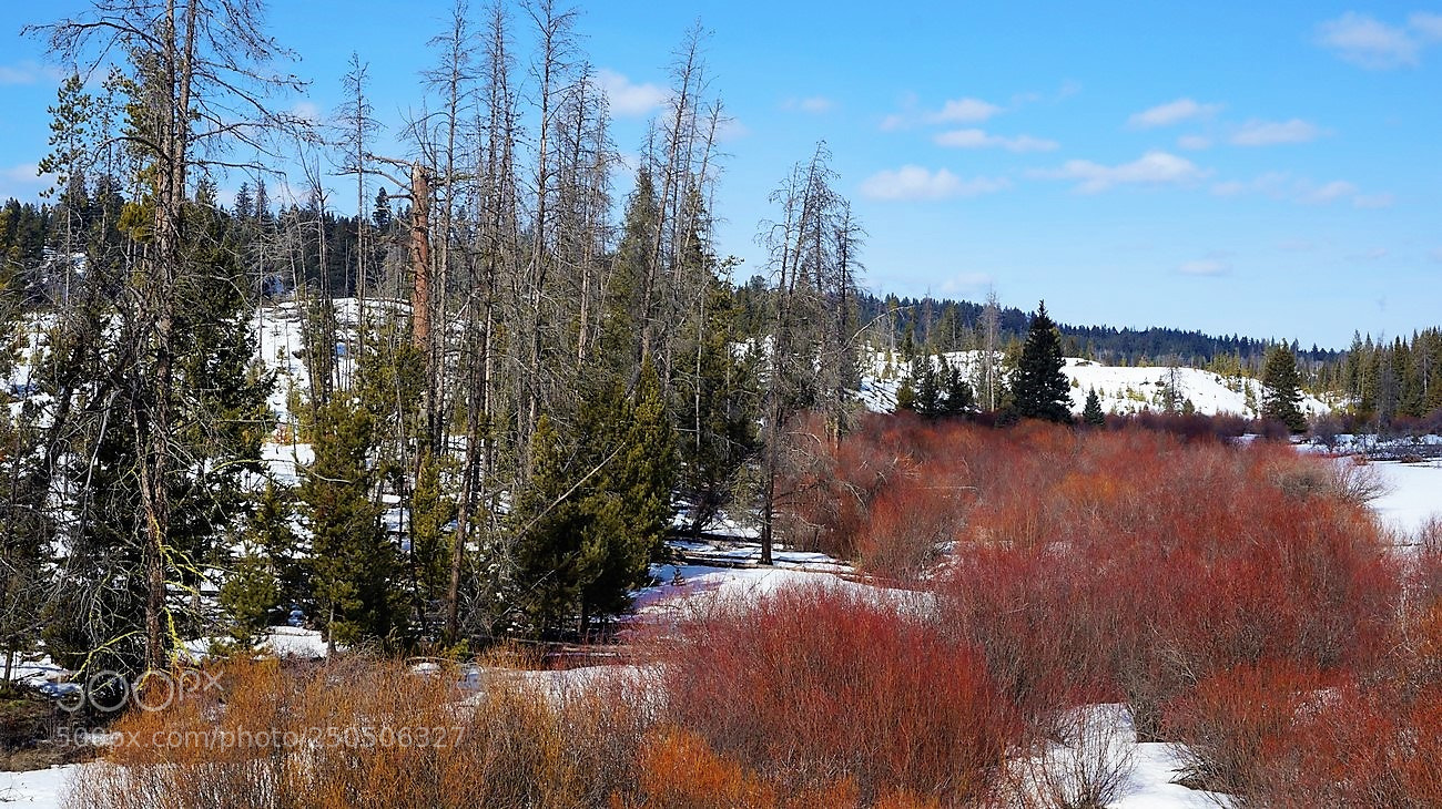 Sony Alpha NEX-3N sample photo. Red photography