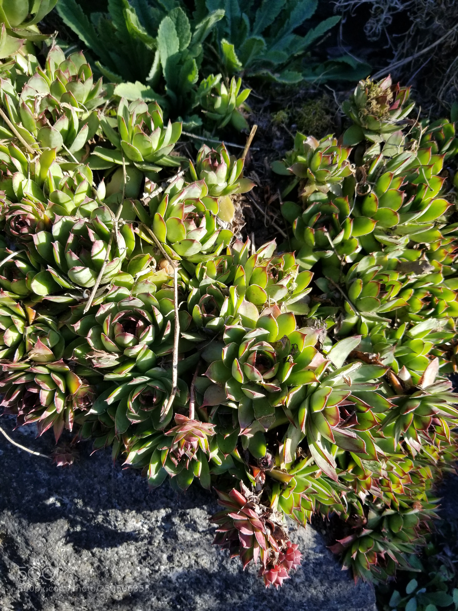Samsung Galaxy S8+ sample photo. Succulent photography