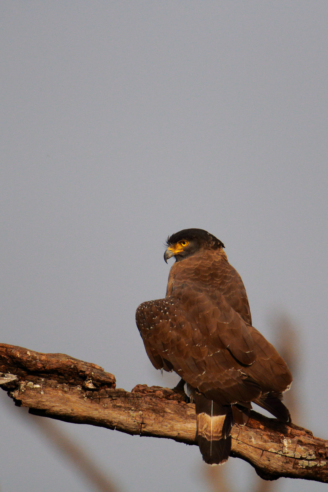 Canon EOS 70D sample photo. Crested serpant eagle photography