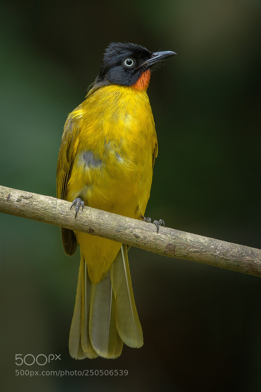 Nikon D500 sample photo. Flame throated bulbul photography