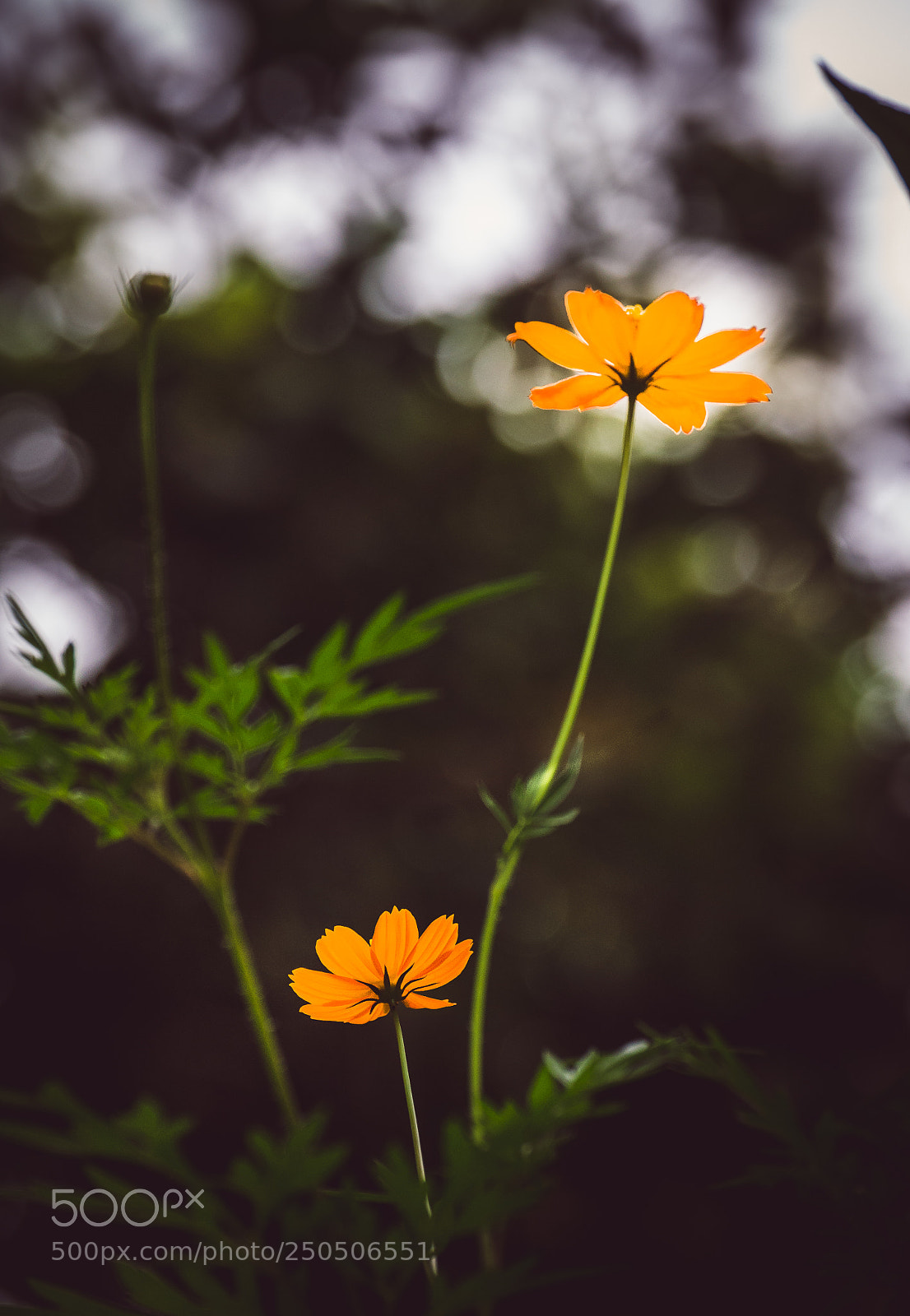 Nikon D5100 sample photo. Apart photography