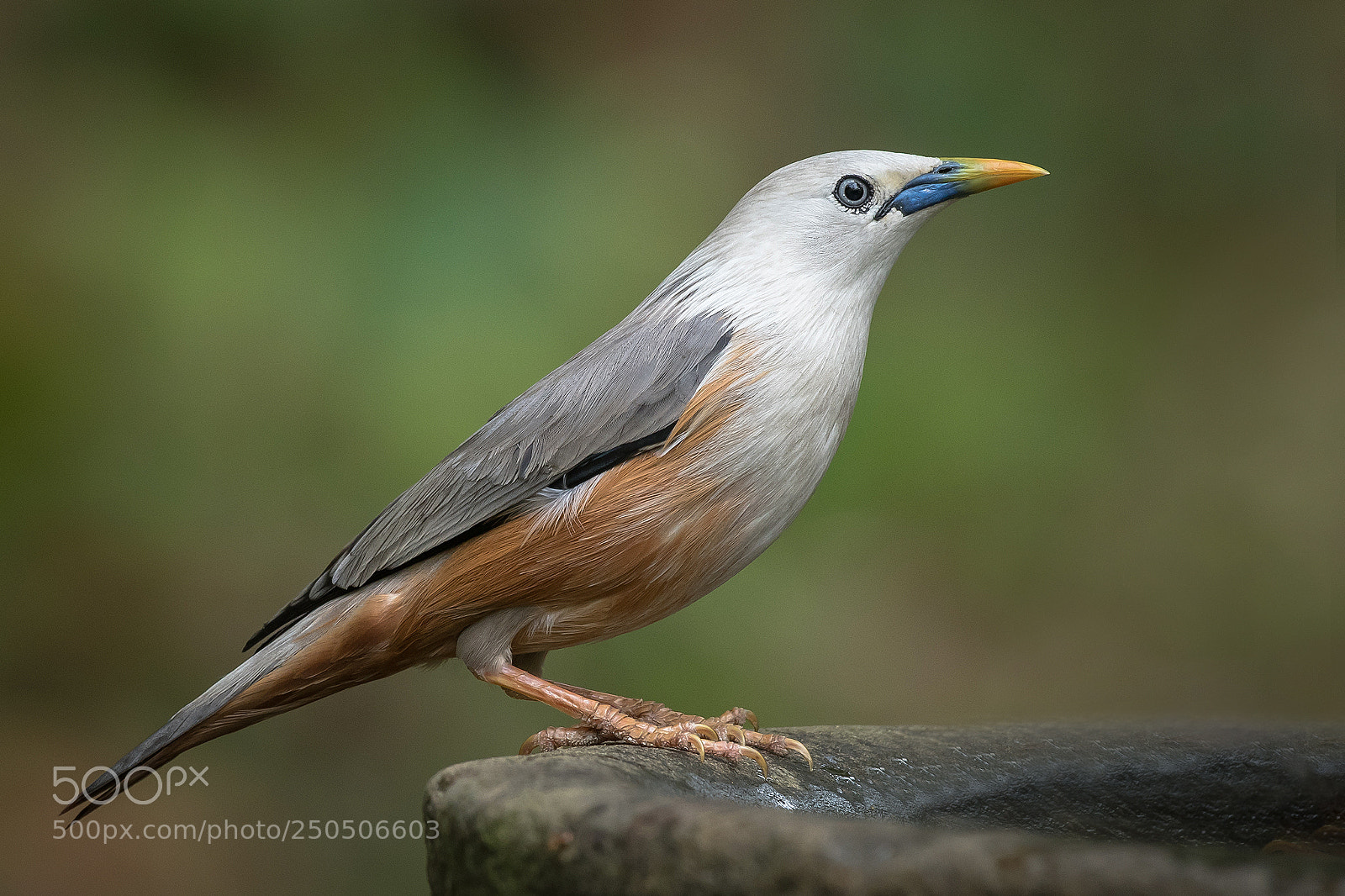 Nikon D500 sample photo. Blyth's starling photography