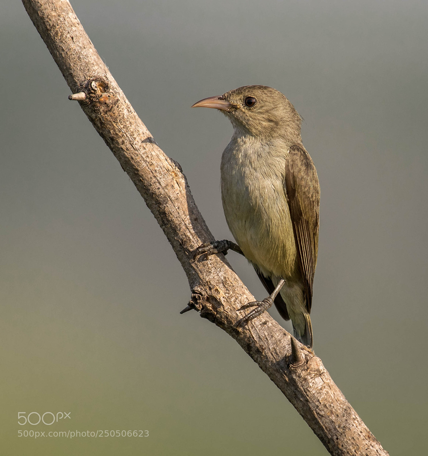 Nikon D5300 sample photo. Pale billed flowerpecker photography
