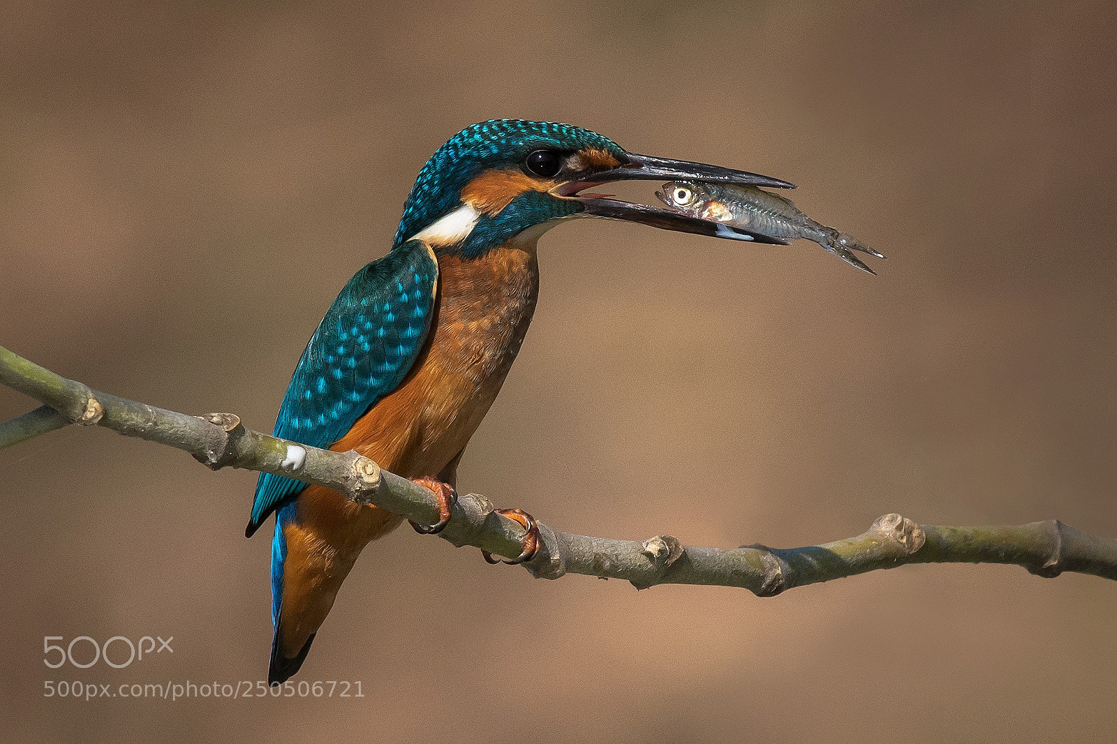Nikon D500 sample photo. Common kingfisher photography