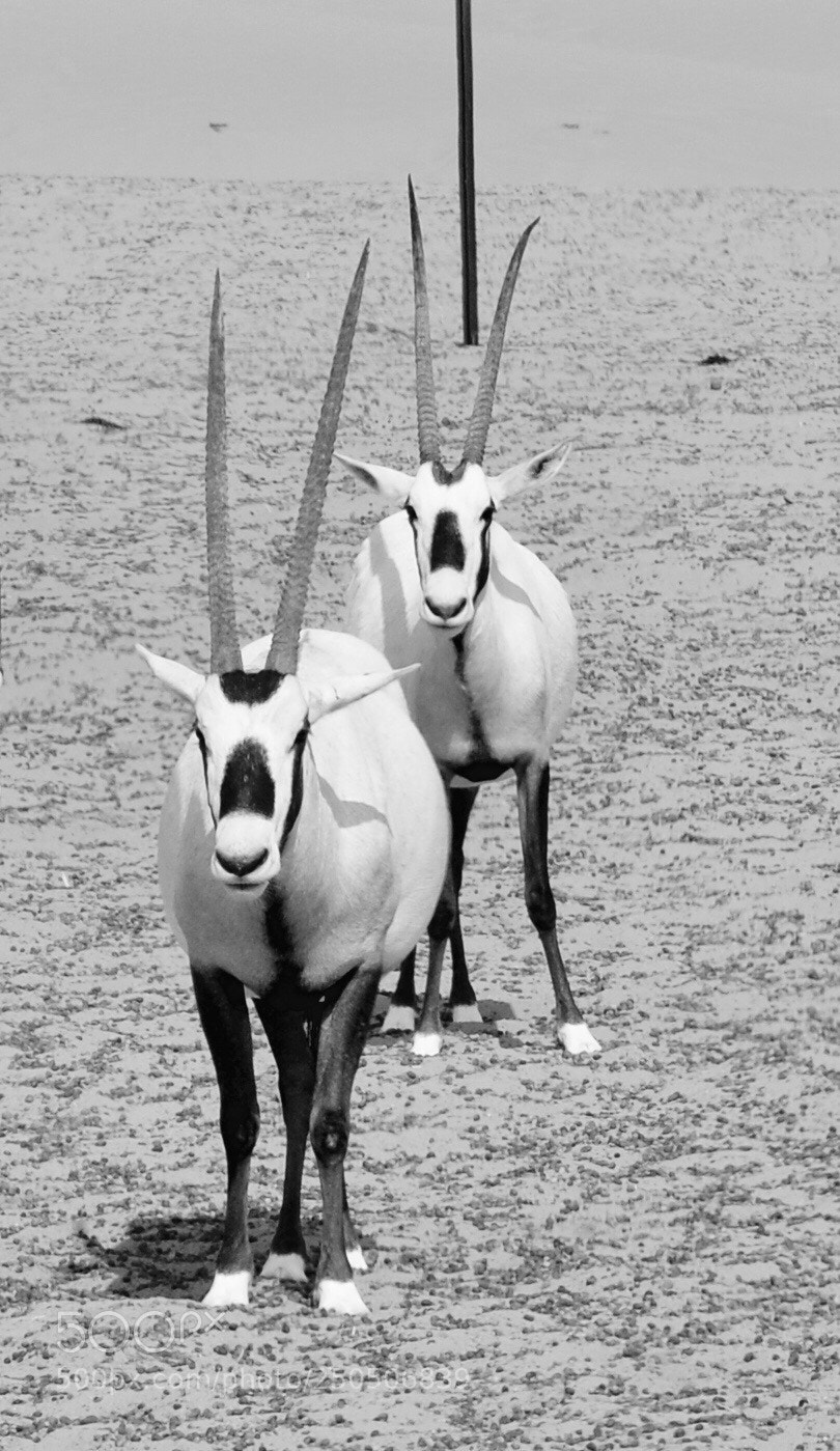 Nikon D7000 sample photo. Oryx photography