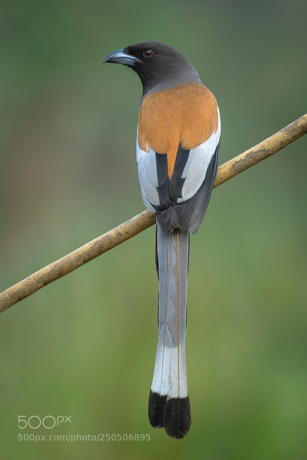 Nikon D500 sample photo. Rufous treepie photography
