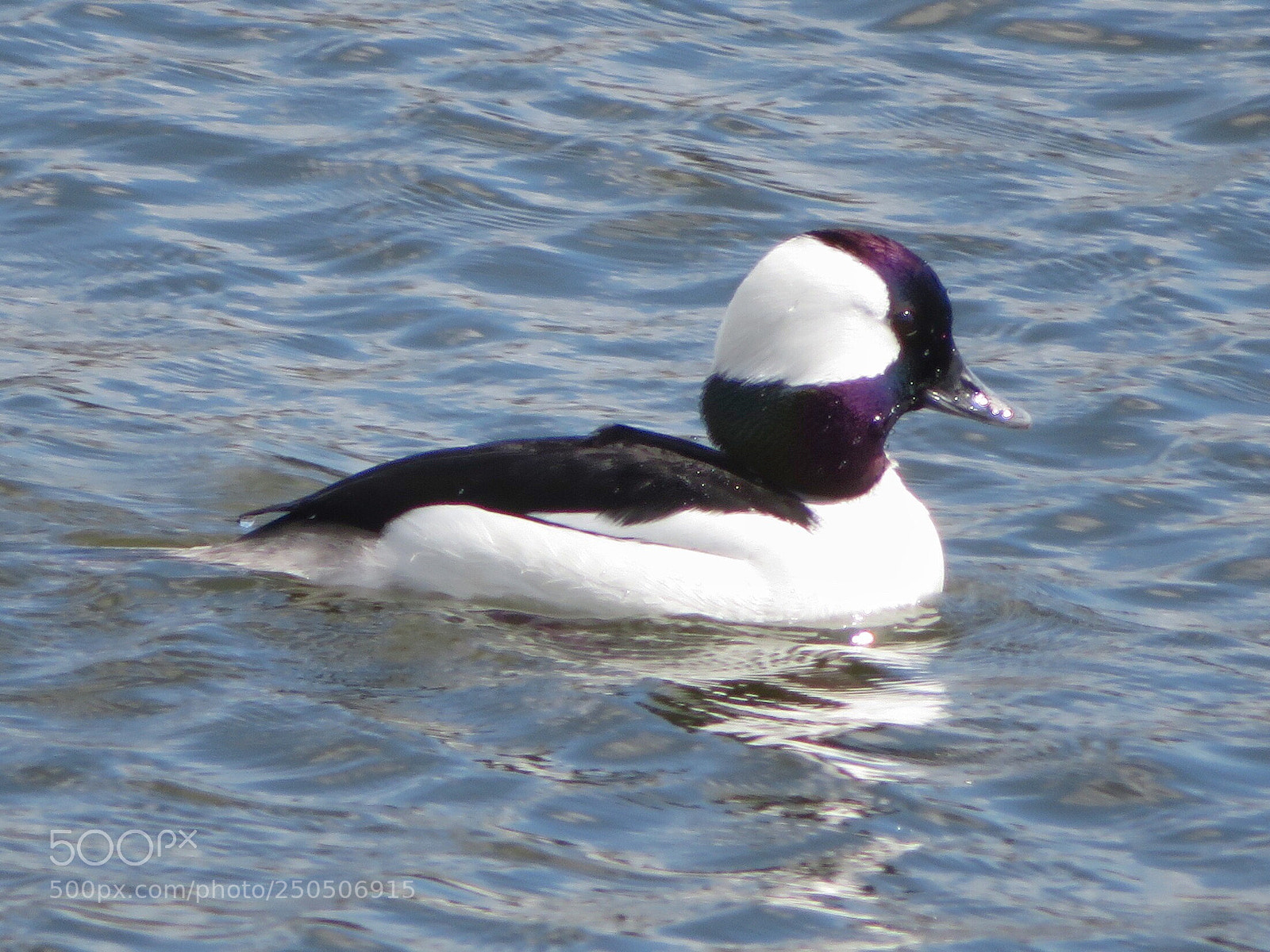 Canon PowerShot SX720 HS sample photo. Bufflehead  photography