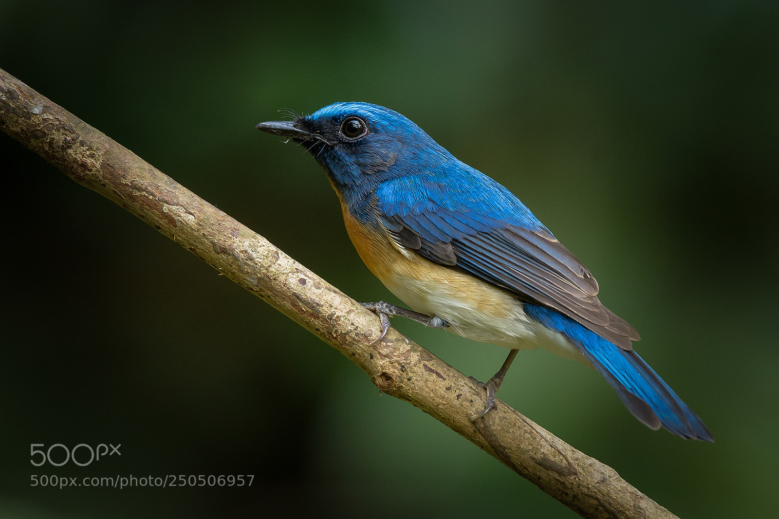 Nikon D500 sample photo. Blue throated blue flycatcher photography