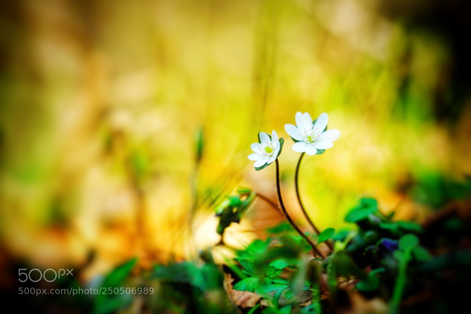 Sony a7R II sample photo. Hepatica asiatica nakai photography