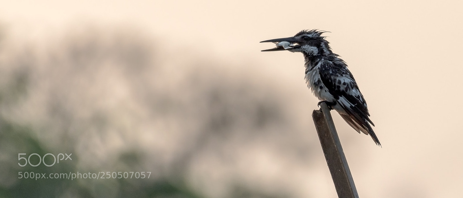 Nikon D810 sample photo. Pied kingfisher with morning photography