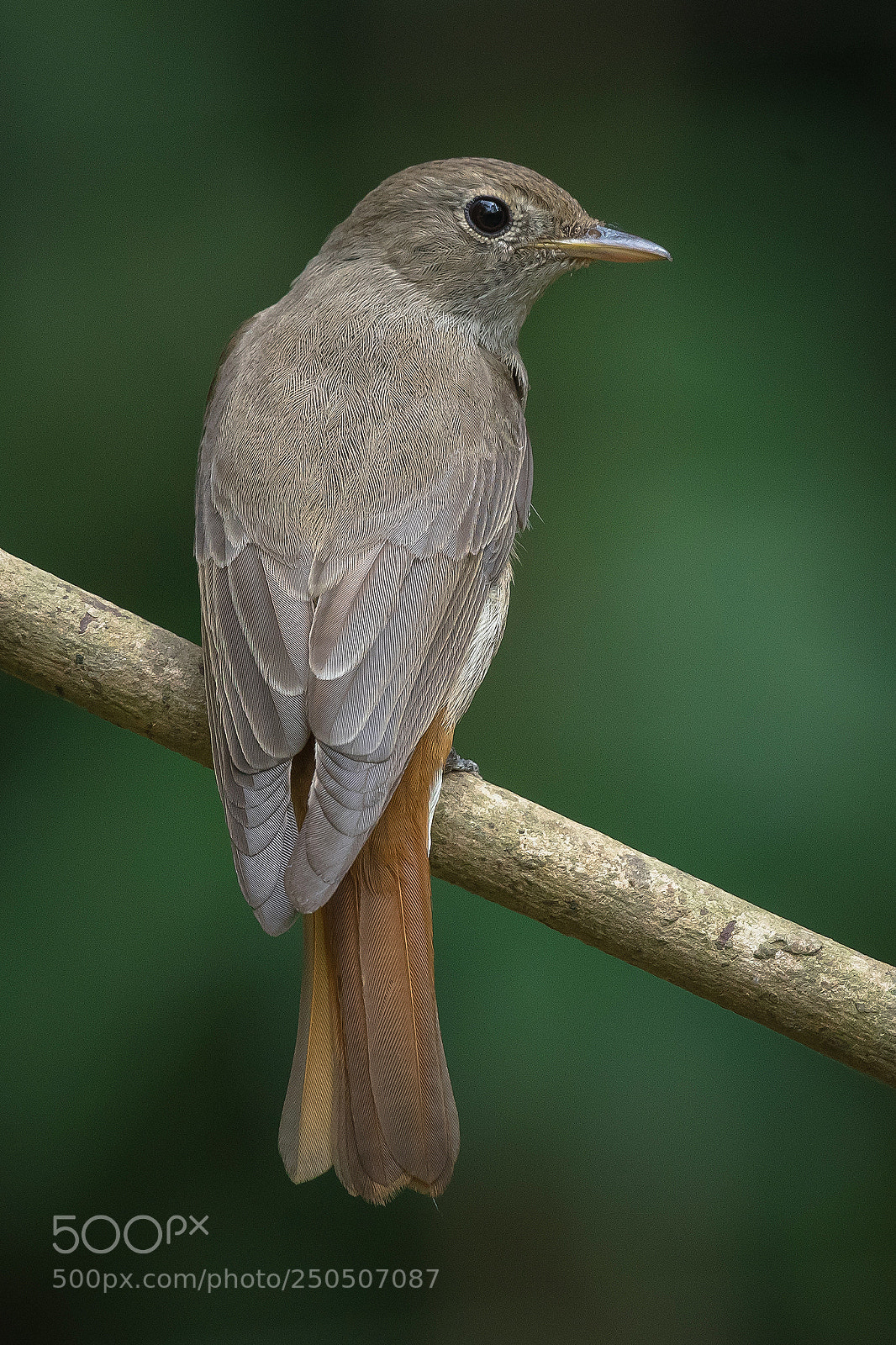 Nikon D500 sample photo. Rusty tailed flycatcher photography