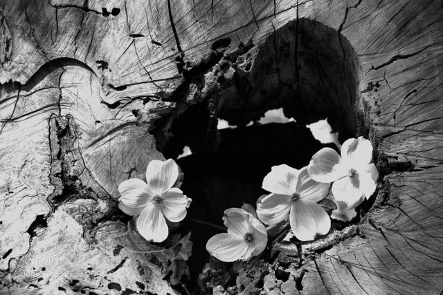 Nikon D810 sample photo. Dogwoods on deadwood photography