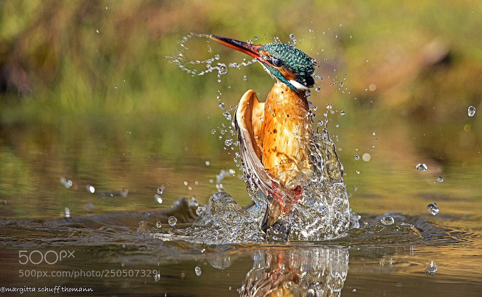Canon EOS-1D X Mark II sample photo. Just taking a bath ... photography
