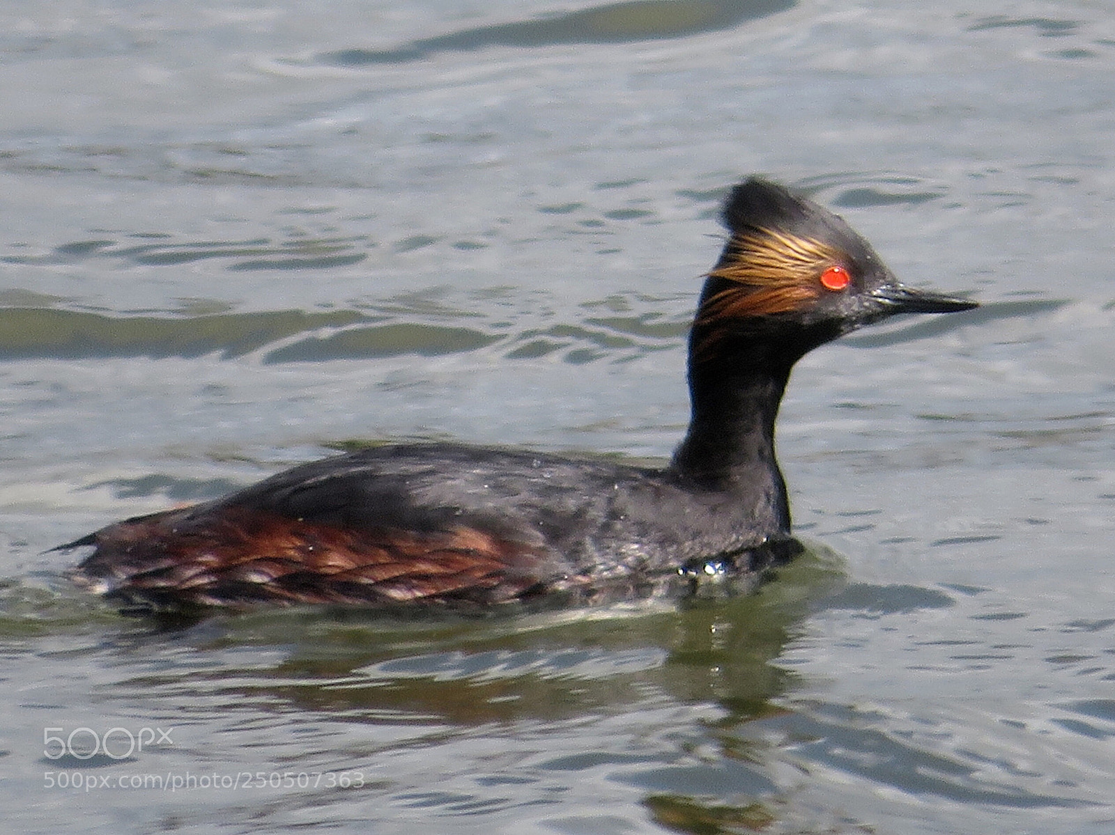 Canon PowerShot SX720 HS sample photo. Eared grebe photography