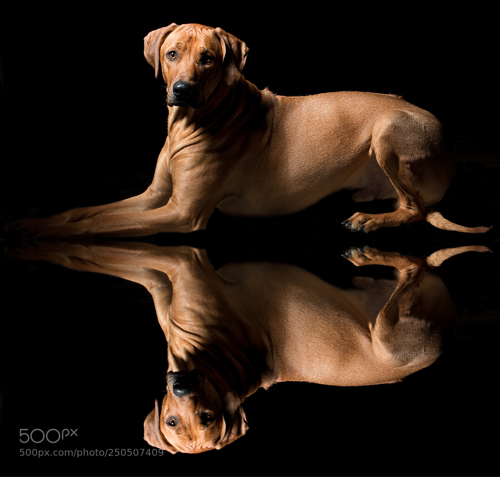 Canon EOS 70D sample photo. Eddie the dog photography