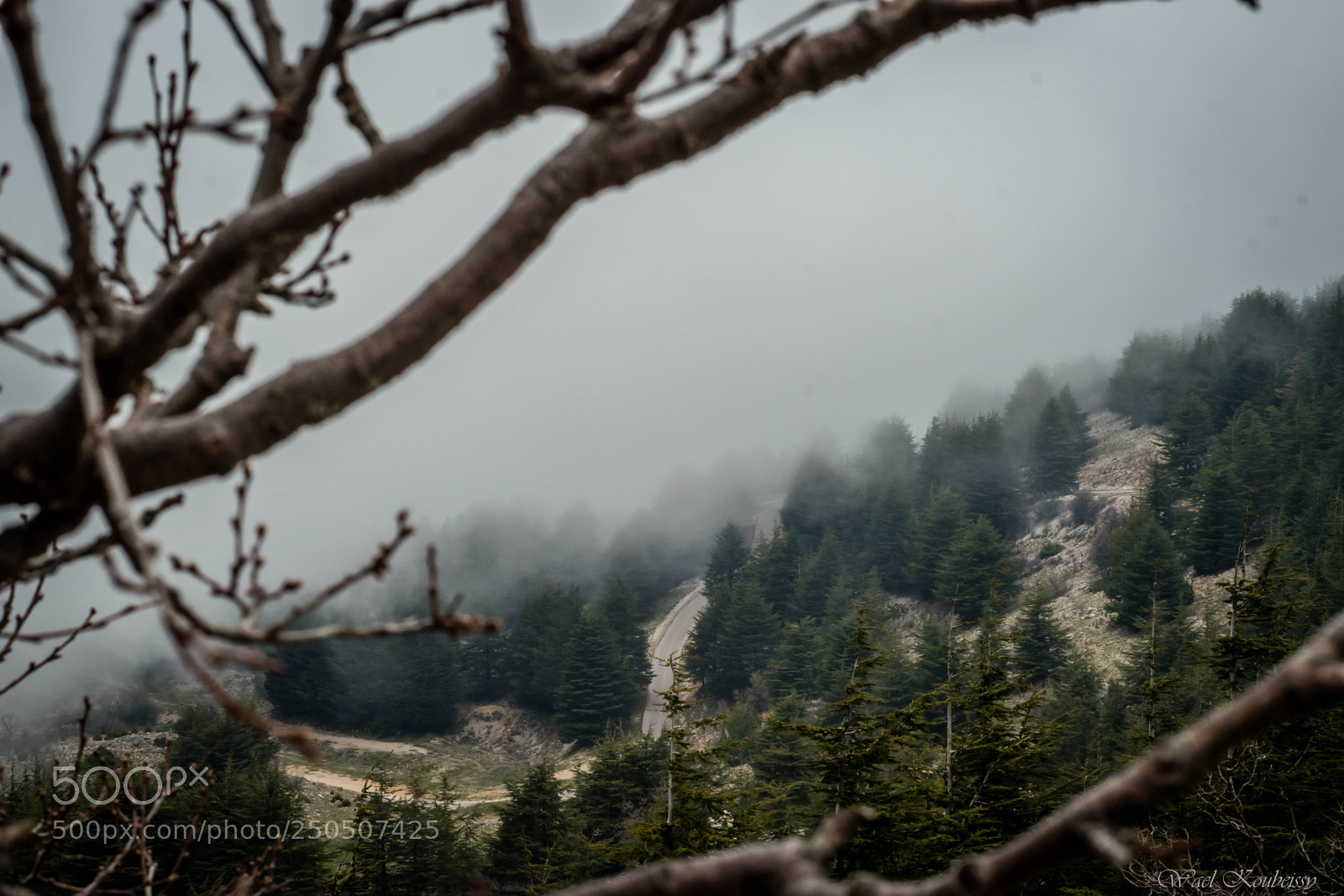 Nikon D5500 sample photo. Cedars in the fog photography