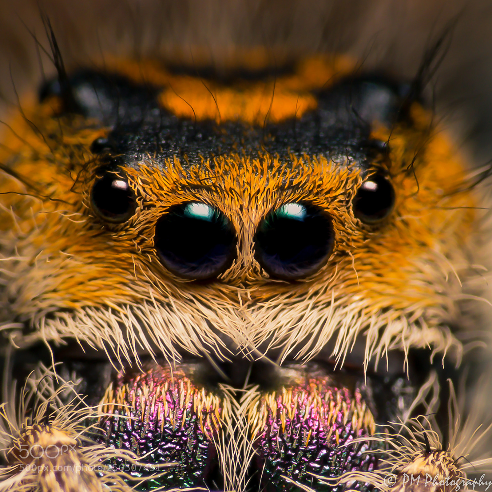 Nikon D5300 sample photo. Regal jumper photography
