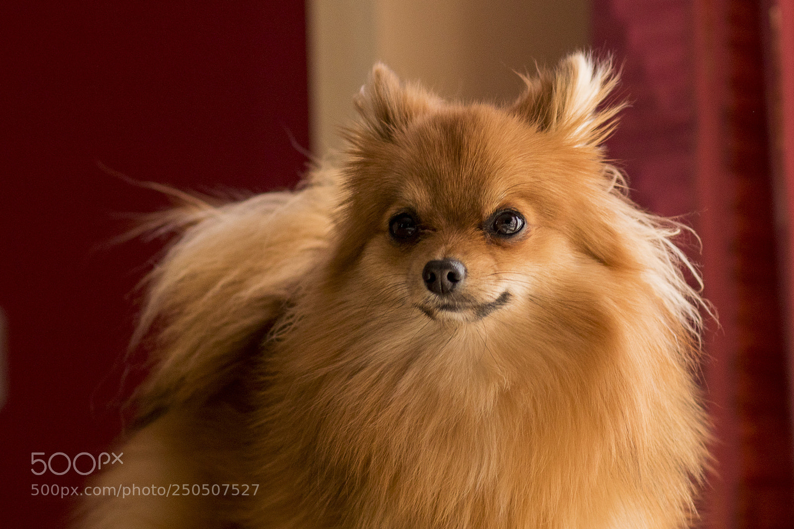 Canon EOS 80D sample photo. Un spitz photography
