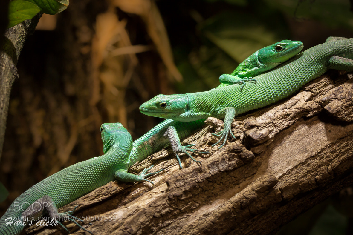 Canon EOS 700D (EOS Rebel T5i / EOS Kiss X7i) sample photo. Green lizards photography